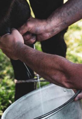 UN GIORNO ATTRAVERSO LE VIE DEI PASTORI UN GIORNO ATTRAVERSO LE VIE DEI PASTORI