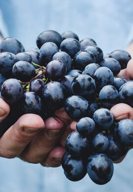 LA VENDEMMIA: POESIA DELLA TERRA. LA VENDEMMIA: POESIA DELLA TERRA.