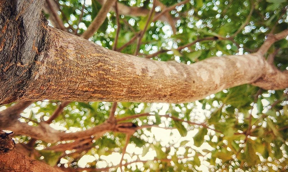 LA MANNA: ORO BIANCO DELLE MADONIE.