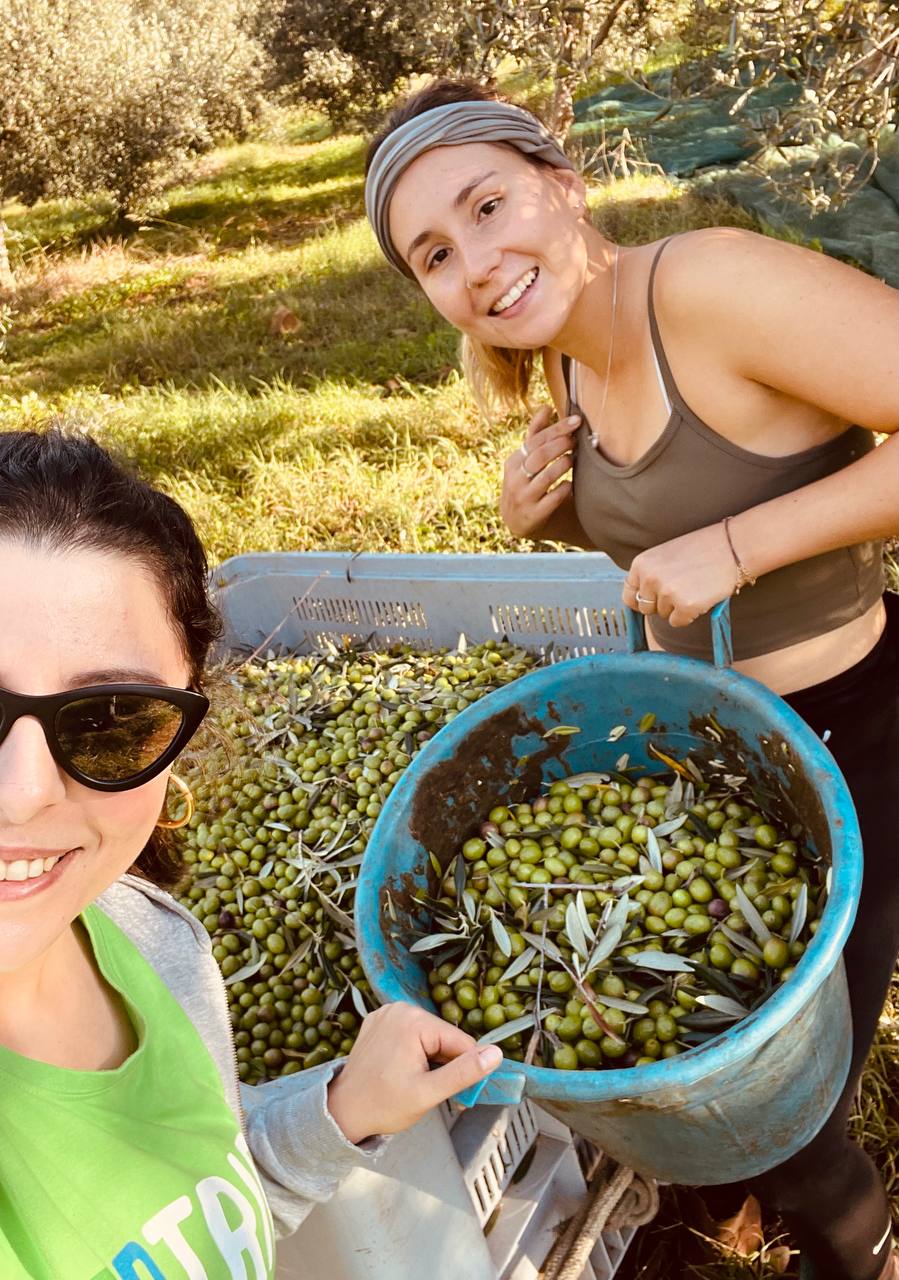 TEDTRIP OIL EXPERIENCE: RACCOLTA DELLE OLIVE TEDTRIP OIL EXPERIENCE: RACCOLTA DELLE OLIVE
