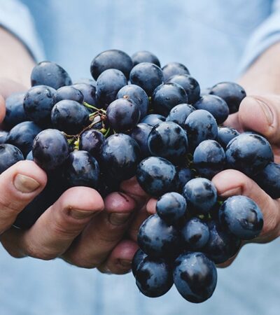 The grape harvest and the poetry of the earth