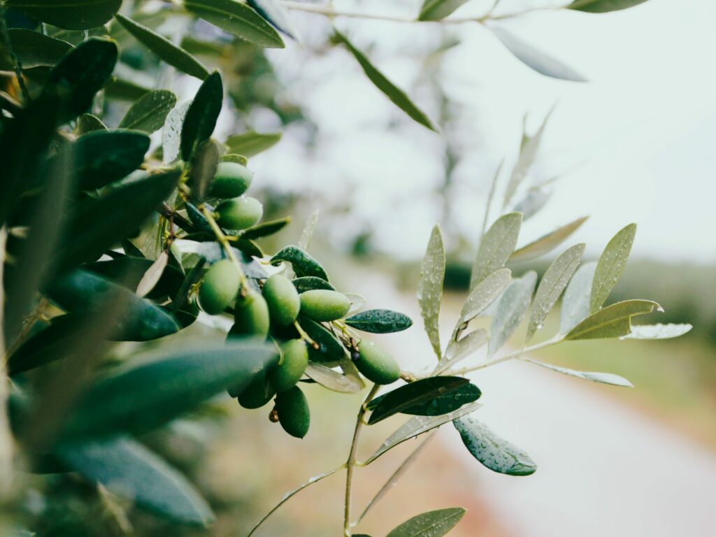 THE OLIVE’S HARVEST, GREEN HEART OF THE EARTH.