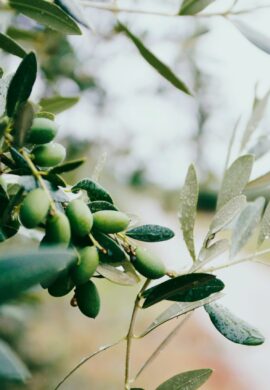 THE OLIVE’S HARVEST, GREEN HEART OF THE EARTH.
