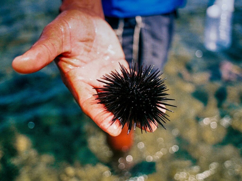 A DIVE INTO THE BLUE: URCHINS FISHING IN SCIACCA.