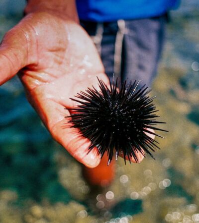 A DIVE INTO THE BLUE: URCHINS FISHING IN SCIACCA.